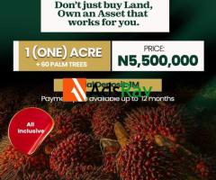 Secure Your Future with Premium Oil Palm Farmland at Ogun State - Call 08023035202