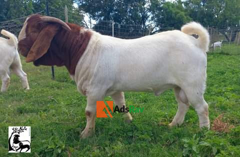 foreign-boar-breed-big-2