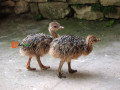 ostrich-for-sale-small-2
