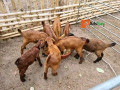 foreign-boar-breed-small-0