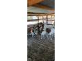 foreign-boar-breed-small-1