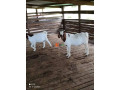 foreign-boar-breed-small-2