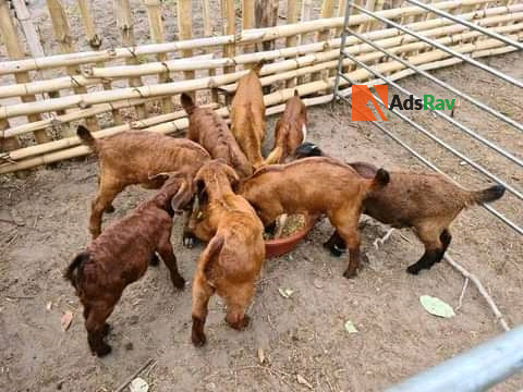 foreign-boar-breed-big-0