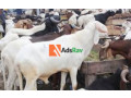 balami-ram-small-0