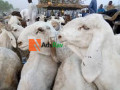 balami-ram-small-1