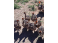 ostrich-chicks-pair-for-sale-small-0