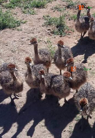 ostrich-chicks-pair-for-sale-big-0