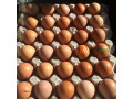 fresh-eggs-directly-from-farm-for-sale-small-0