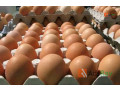 fresh-eggs-directly-from-farm-for-sale-small-1