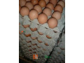 fresh-eggs-directly-from-farm-for-sale-small-2