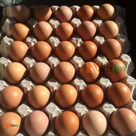 fresh-eggs-directly-from-farm-for-sale-big-0