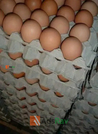 fresh-eggs-directly-from-farm-for-sale-big-2