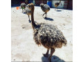 ostrich-birds-small-1