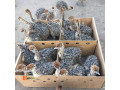 ostrich-birds-small-0