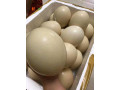 ostrich-birds-small-2