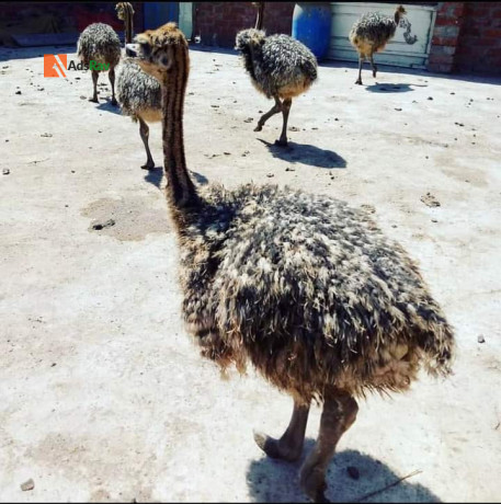 ostrich-birds-big-1