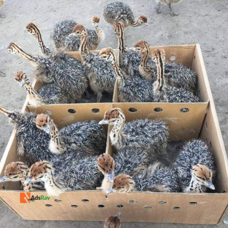 ostrich-birds-big-0
