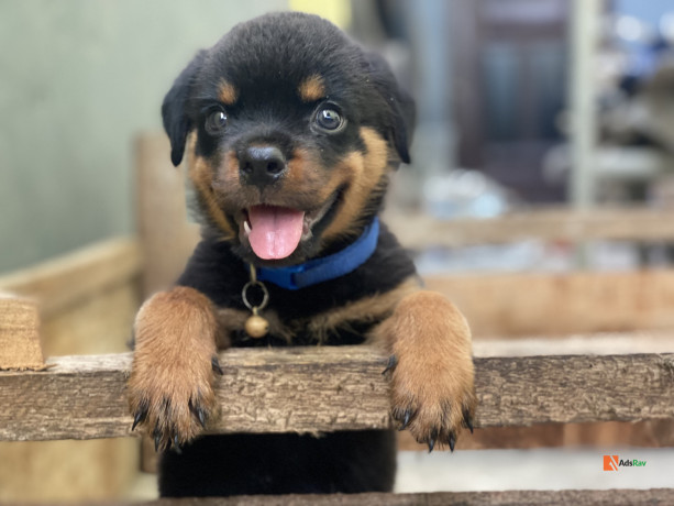 pedigree-rottweiler-puppy-big-0