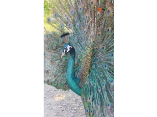 Peacock birds available for sale