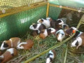 guinea-pigs-small-3