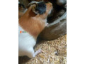 guinea-pigs-small-2