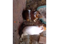 guinea-pigs-small-0