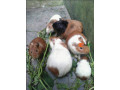 guinea-pigs-small-1