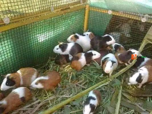 guinea-pigs-big-3