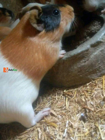 guinea-pigs-big-2