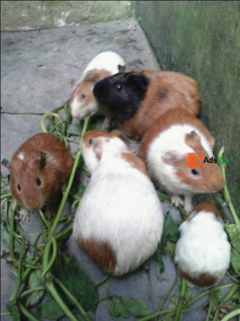 guinea-pigs-big-1