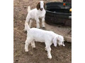 boar-goats-for-sale-small-0