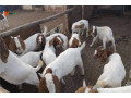 boar-goats-for-sale-small-2