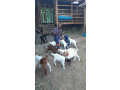 boar-goats-for-sale-small-1