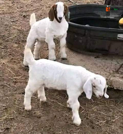 boar-goats-for-sale-big-0