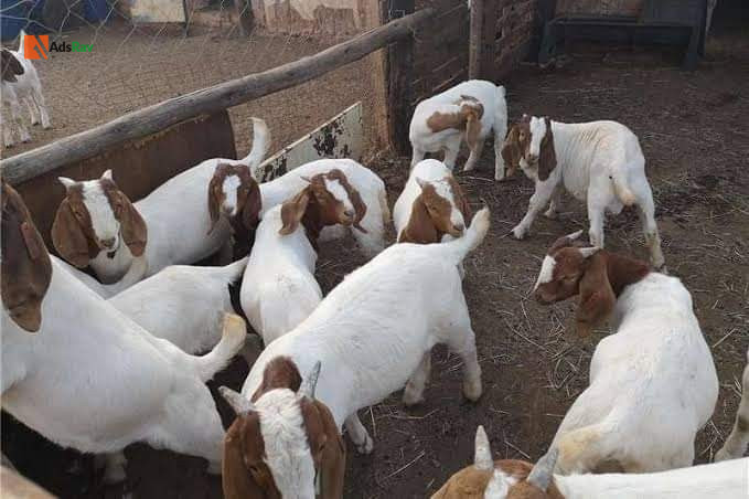 boar-goats-for-sale-big-2