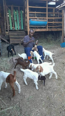 boar-goats-for-sale-big-1