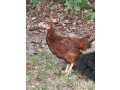 rhode-island-reds-chicken-for-sale-small-0