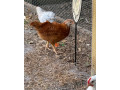 rhode-island-reds-chicken-for-sale-small-1