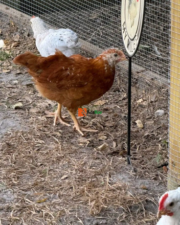 rhode-island-reds-chicken-for-sale-big-1