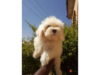 Cute/Pure/Full breed Coton De Tulear Dog/Puppy Available For Sale Going For N55,000 Contact : 08145445191