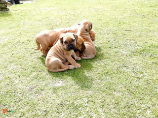 Cute/Pure/Full breed Boerboel Dog/Puppy Available For Sale Going For N55,000 Contact : 08145445191