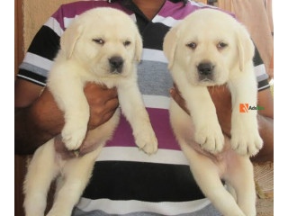 Cute/Pure/Full breed Labrador Retriever Dog/Puppy Available For Sale Going For N55,000 Contact : 08145445191