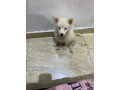 pure-bred-female-american-eskimo-small-3