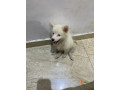 pure-bred-female-american-eskimo-small-1