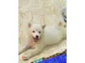 pure-bred-female-american-eskimo-small-2
