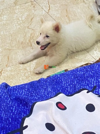 pure-bred-female-american-eskimo-big-0