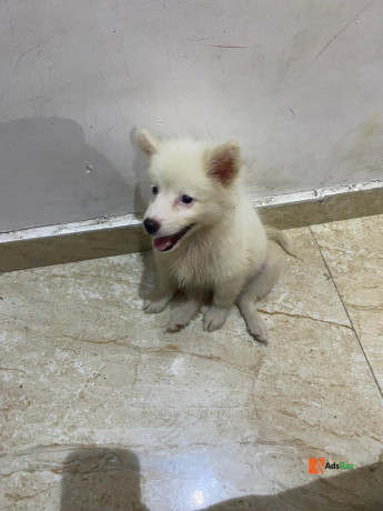 pure-bred-female-american-eskimo-big-1