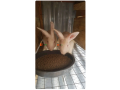 rabbit-for-sale-small-1