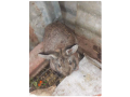 rabbit-for-sale-small-3