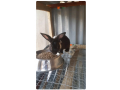 rabbit-for-sale-small-0